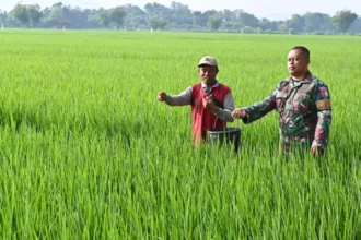 Turun ke Sawah, Babinpotdirga Lanud SKI Dampingi Petani Kawal Perkembangan Padi
