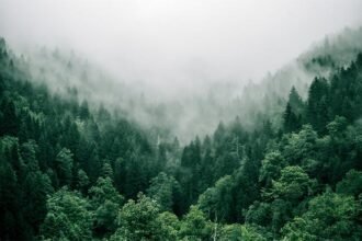 Instruksi Presiden Prabowo, Menhut Bakal Cabut Izin Pengelolaan Hutan 18 Perusahaan