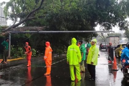 Pohon Trambesi Tumbang di Gatot Subroto, Lalu Lintas Sempat Tersendat