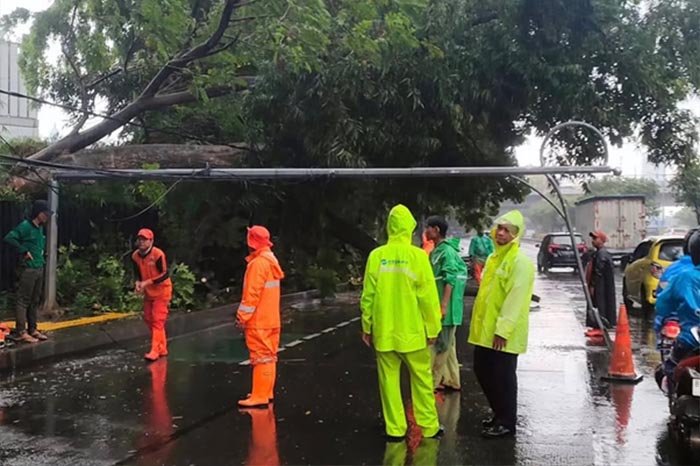 Pohon Trambesi Tumbang di Gatot Subroto, Lalu Lintas Sempat Tersendat