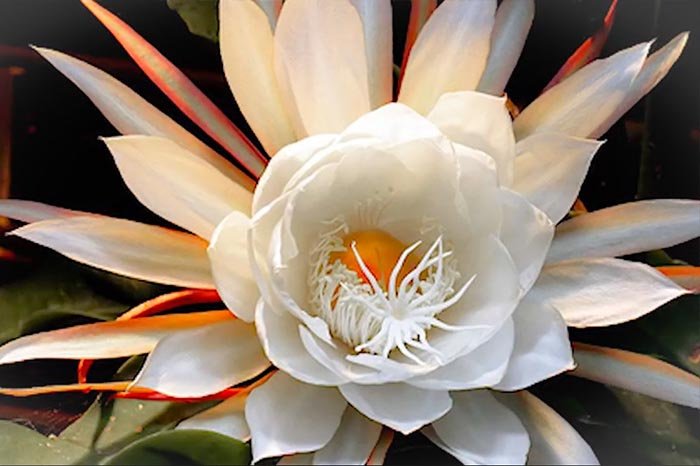 Tanaman Hias Termahal di Indonesia: Khasiat, Harga, No 8 Terlangka di Dunia