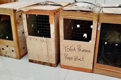 Empat Ayam Jadi Barang Bukti dalam Kasus Penembakan Tiga Polisi di Way Kanan