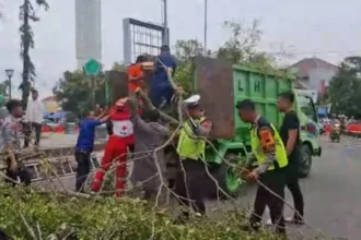Petugas membersihkan jalan dari sisa batang pohon yang tumbang saat akan digelar Shalat Idul Fitri di Alun-Alun Pemalang (ANTARA)