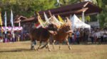 Salah satu event yang digelar di Buleleng, Bali (Dok. MI)