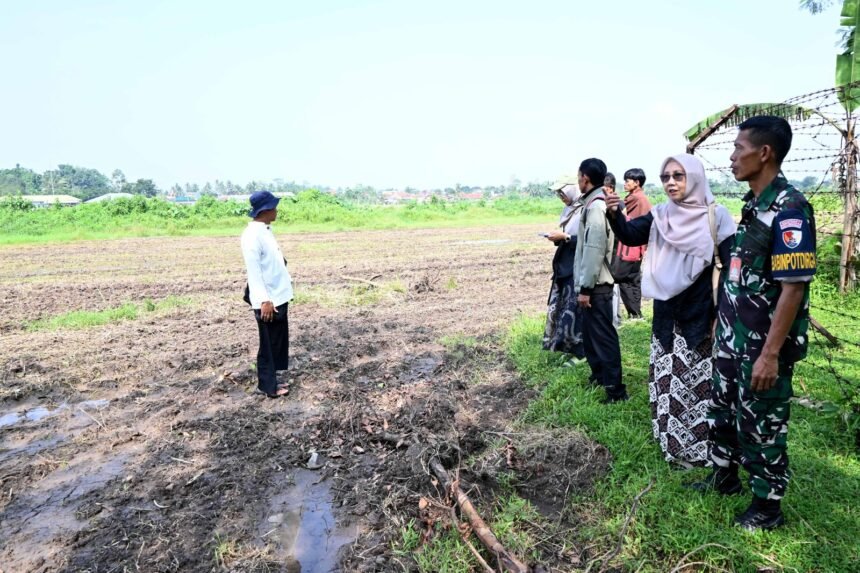 TNI AU AMPUH: Lanud Wiriadinata dan Pemkot Tasikmalaya Budidaya Jagung untuk Perkuat Ketahanan Pangan Nasional