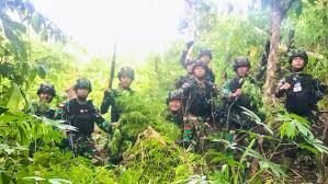 Satgas TNI Temukan Ladang Ganja 0,5 Hektare di Perbatasan RI-PNG