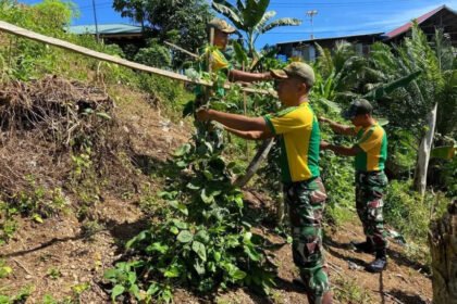 Satgas Pamtas Yonarmed 11 Kostrad Wujudkan Pertanian Produktif di Wilayah Perbatasan