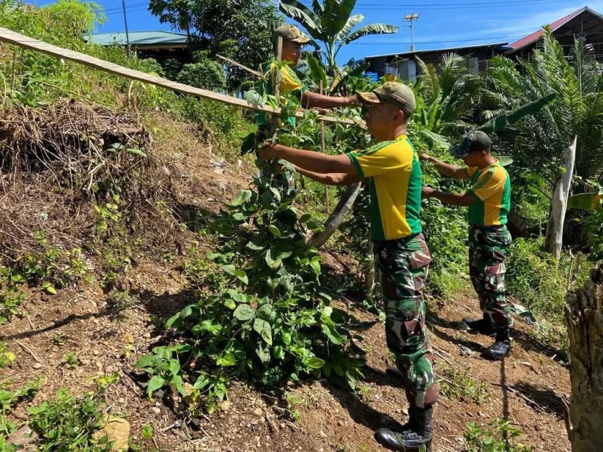 Satgas Pamtas Yonarmed 11 Kostrad Wujudkan Pertanian Produktif di Wilayah Perbatasan