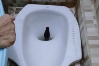 Ular sanca di kloset warga Jakarta Utara (Sumber: Kompas)