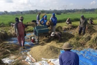 BULOG Tetap Serap Gabah dan Beras di Hari Libur, Demi Pastikan Stok Nasional Aman