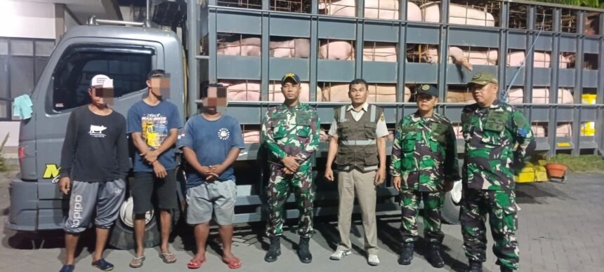 TNI AL Gagalkan Penyelundupan 66 Babi Ilegal di Banyuwangi