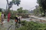 Angin Kencang Terjang Bogor, Pohon Tumbang di Kompleks Pemkab