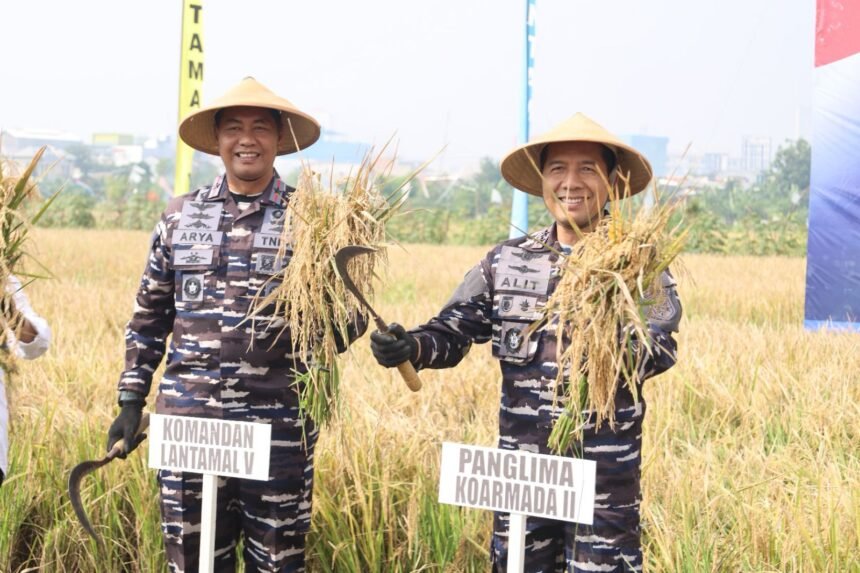 TNI AL Panen Raya Padi, Bukti Dukungan Nyata terhadap Ketahanan Pangan Nasional