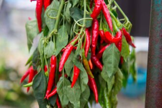 Ilustrasi Cabai Merah (Gettyimages)