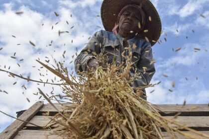Prabowo Dorong Lompatan Besar, Stok Beras Melimpah, Petani Untung