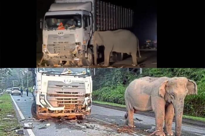 Seekor induk gajah berdiri terpaku di depan truk pengangkut ayam yang menewaskan anaknya. Kejadian terekam oleh pengguna jalan dan viral di media sosial.