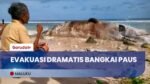 Dianggap Leluhur, Prosesi Adat Iringi Evakuasi Bangkai Paus