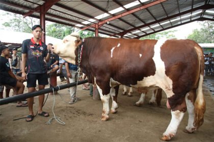 Kontes dan Expo Sapi APPSI Boyolali 2025 yang awalnya hanya ajang tahunan para peternak, berubah menjadi panggung besar revolusi sektor peternakan nasional.