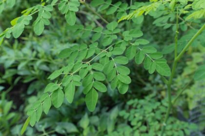 Daun Kelor (Dok. Istimewa)