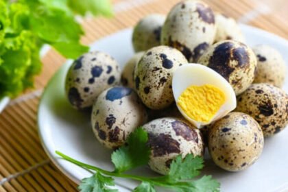 Ilustrasi Telur Puyuh (Dok. Istimewa)