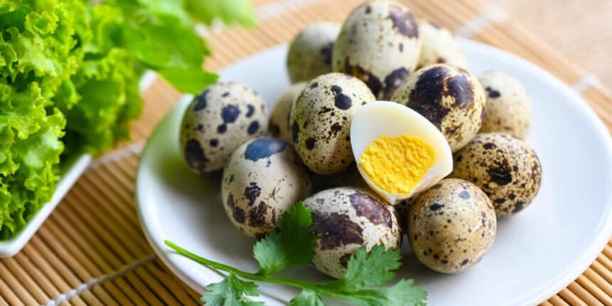 Ilustrasi Telur Puyuh (Dok. Istimewa)