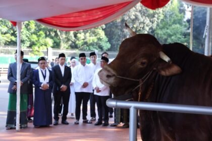 Presiden Prabowo Borong Hampir Seribu Sapi Kurban dari APPSI, Muzani: Kami Merasa 'Naik Kelas'