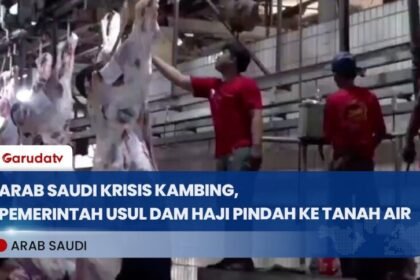 Kambing Langka di Arab Saudi, Pemerintah Usul Dam Haji Tamattu Disembelih di RI