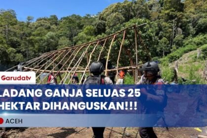 Polri Bongkar Ladang G4nj4 25 Hektare di Aceh, 180 Ton Dimusnahkan