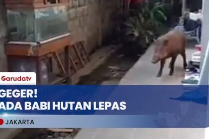 Panik! Babi Hutan Masuk Permukiman, Warga Pejaten Heboh