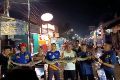 Ular sanca sepanjang lima meter berhasil diamankan oleh petugas BPBD dan Damkar Kota Tangerang di tengah proses evakuasi korban banjir. (Foto: @bpbdkotatangerang)