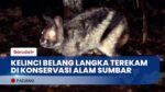 Kelinci Belang Terancam Punah, Hanya Terekam di 4 Titik Konservasi Alam Sumbar