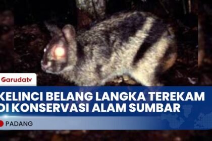 Kelinci Belang Terancam Punah, Hanya Terekam di 4 Titik Konservasi Alam Sumbar