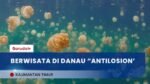 Menelusuri Danau "Antilosion" di Pulau Kakaban, Rumah Ubur-Ubur Tanpa Sengat