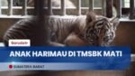 Duka dari TMSBK, Anak Harimau Sumatera Mati karena Malnutrisi dan Dehidrasi