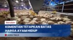 Kementan & Satgas Pangan Sidak Panen Ayam di Malang, Harga Minimal Ditetapkan Rp18 Ribu/Kg