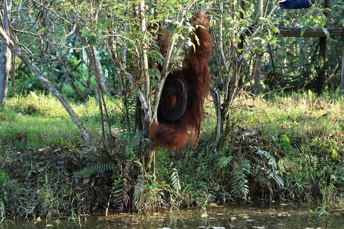 Pertamina Group Kembangkan Pusat Rehabilitasi Orang Utan di Kalimantan Timur