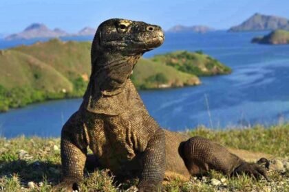 DPR Minta Kemenhut Tinjau Ulang Izin dan Zonasi Taman Nasional Komodo untuk Lindungi Konservasi