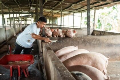 Wabah Demam Babi Afrika Mengancam, Kementan Imbau Peternak Indonesia Tingkatkan Kewaspadaan