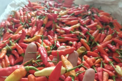 Harga cabai rawit nasional turun 18,29 persen dan kini stabil sesuai harga acuan pemerintah, meski di Papua masih tembus Rp200 ribu per kilogram. (Foto: @alamsyach.here)