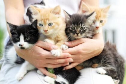 22 Agustus Diperingati Hari Kucing Internasional dan Hari Anak Sedunia