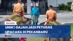 Gak Biasa, Di Pekan Baru Kamu Bisa Lihat Sepasang Gajah Jadi Petugas Upacara Lho!