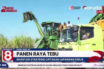 Menko AHY & Menteri Transmigrasi Tinjau Panen Raya Tebu di Sumba Timur