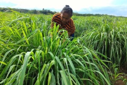 DDistillers UMKM binaan PT Pertamina (Persero) berhasil ubah lahan kering menjadi tanaman budidaya atsiri, sumber penghidupan dan lapangan kerja lebih dari 2.000 warga desa.