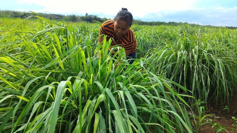 DDistillers UMKM binaan PT Pertamina (Persero) berhasil ubah lahan kering menjadi tanaman budidaya atsiri, sumber penghidupan dan lapangan kerja lebih dari 2.000 warga desa.