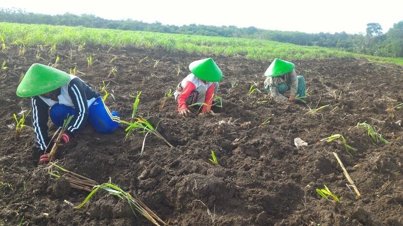 Pertamina Bina UMKM DDistillers, Ubah Lahan Kritis Jadi Lapangan Kerja untuk Lebih dari 2.000 Warga Desa 2 Pertamina Bina UMKM DDistillers, Ubah Lahan Kritis Jadi Lapangan Kerja untuk Lebih dari 2.000 Warga Desa