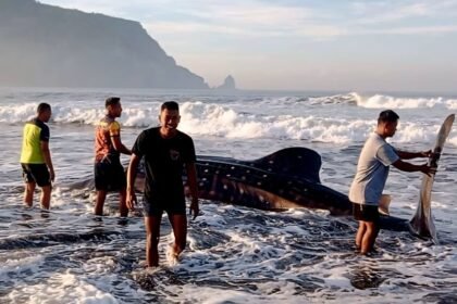 Prajurit TNI AL Selamatkan Hiu Tutul Terdampar di Pantai Jember