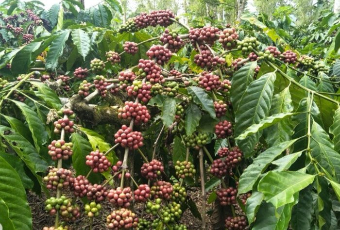 Pemerintah dorong ekspor kopi robusta Lampung untuk tembus pasar global dan tingkatkan pertumbuhan ekonomi nasional.