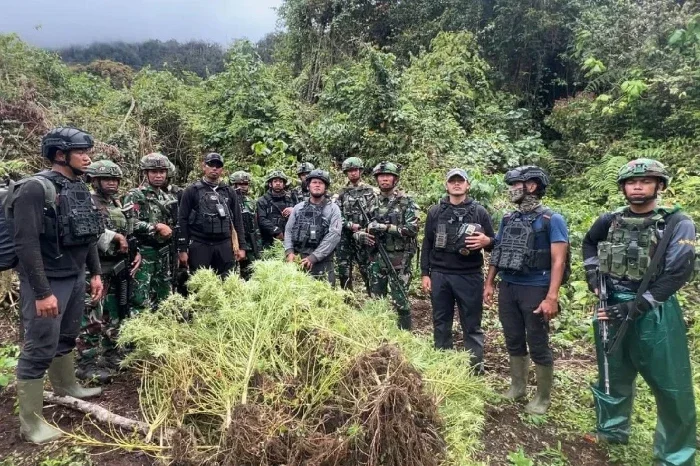 Satgas gabungan TNI bongkar empat kebun ganja di Kampung Aldom, Pegunungan Bintang, Papua.