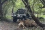 Tragedi di Safari World Bangkok: Petugas kebun binatang tewas diterkam singa di depan pengunjung, penyelidikan keselamatan langsung digelar.
