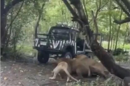 Tragedi di Safari World Bangkok: Petugas kebun binatang tewas diterkam singa di depan pengunjung, penyelidikan keselamatan langsung digelar.